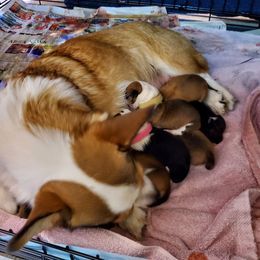 Pembroke Welsh Corgi Puppies from BLACK HILLS CORGIS