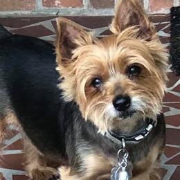 Yorkshire Terriers from Abernathy Yorkies