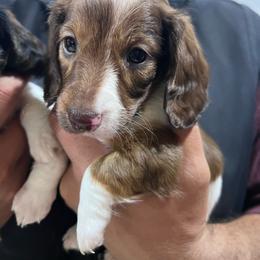 Netty - Piebald female Dachshund puppy in Los Lunas, New Mexico from Poker Paws Dachshunds by Chelsy