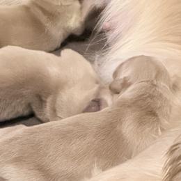Talladega - Golden male Golden Retriever puppy in Warrenton, Virginia from Four Lochs LLC