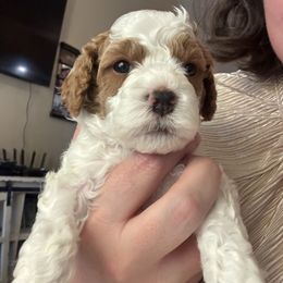 Frosty (White collar boy) - Cream male Cavapoo puppy in Eagle Mountain, Utah from Liberty Farms Puppies