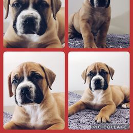 red - Boerboel puppy from Freedom Boerboels LLC