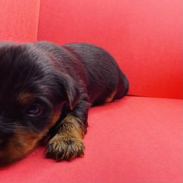 Lulu - Black and gold female Yorkshire Terrier puppy in Marion, Indiana from Regal Yorkie