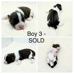 Boy 3 - Chocolate male Havanese puppy in Elkins, Arkansas from Havana Knights Havanese