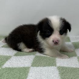 Cosmo (brindle) - Brindle and white male American Corgi puppy in Waco, Texas from The Comma Corgis