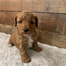 Huck - Red  male Poodle puppy in Haddam, Kansas from Golden B Acres