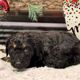 Belle - Phantom female Bernedoodle puppy in Monument, Colorado from Colorado Dreamin Doodles