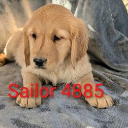Sailor - Dark golden female Golden Retriever puppy in Parker, Colorado from Legacy Ranch Golden Retrievers