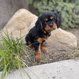 Cavalier King Charles Spaniel Puppies from The Furry Godmother Cavaliers