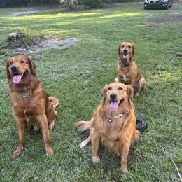 Golden Retriever All Grown Up from Brilliant Golden Furry Tails