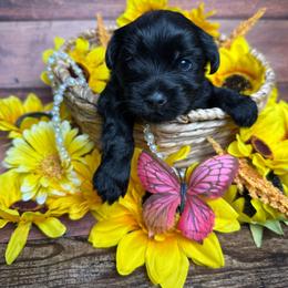 Yoshi - Black and tan male Yorkshire Terrier puppy in Tulsa, Oklahoma from Conns Cuddly Canines