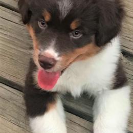 Miniature American Shepherd Puppies from Eagles Landing Miniature American Shepherds