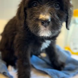 Bernedoodle Puppies from Grandview Bernedoodles