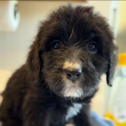 Bernedoodle Puppies from Grandview Bernedoodles