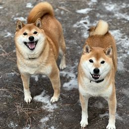 Shiba Inu Puppies from Hillsdale Shiba Inu