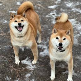 Shiba Inu Puppies from Hillsdale Shiba Inu
