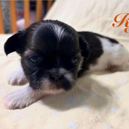Ryan - Black gold and white male Shih Tzu puppy in Hemet, California from Aloha Shih Tzu