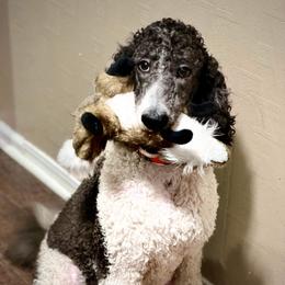 Goldendoodle and Poodle Puppies from Elizabeth Rocha's Doodles