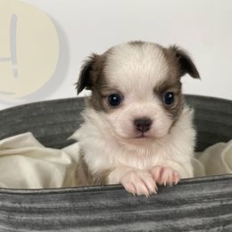 Mickey - Blue fawn male Chihuahua puppy in North Ridgeville, Ohio from Happy Pups