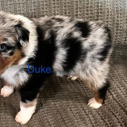 Duke - Blue merle male Australian Shepherd puppy in Lebanon, Oregon from Mt. Hope Aussies