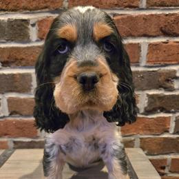 Max - Tri-Roan male English Springer Spaniel puppy in Statesville, North Carolina from BAR Z Springers