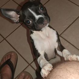 Boston Terrier Puppies from Lola’s House of Bostons & Rescue