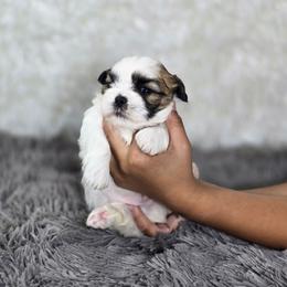 Gizmo - Tricolor male Shih Tzu puppy in Hialeah, Florida from Jolie glz
