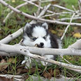 Frost - Black and white male Pomsky puppy in Whittier, California from Legendary Pomskies