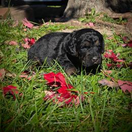 Terra - Black female Labradoodle puppy in Genoa City, Wisconsin from Sakura Pups