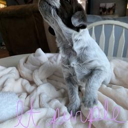 Wirehaired Pointing Griffon Puppies from Happy Hollow Griffons