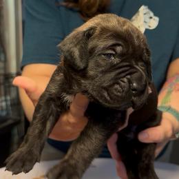 Miracle City Orange - Black brindle male Cane Corso puppy in Conroe, Texas from Miracle City