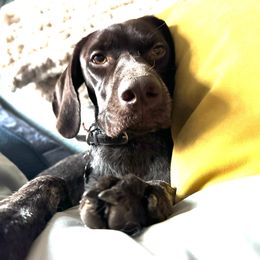 Violet - German Shorthaired Pointer puppy from GSP Pointer Family