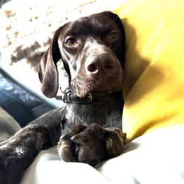 Violet - German Shorthaired Pointer puppy from GSP Pointer Family