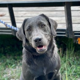 Raina - Labrador Retriever