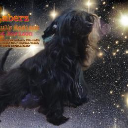 Emberz  - Chinese Crested