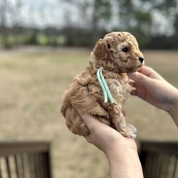 Aussiedoodle, Miniature Australian Shepherd, Poodle, and Toy Australian Shepherd Puppies from Sandy Creek Kennels