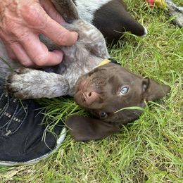 German Shorthaired Pointer Puppies from Jerri Ford
