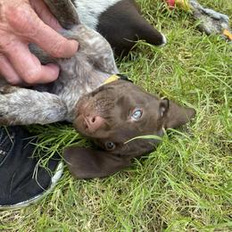German Shorthaired Pointer Puppies from Jerri Ford