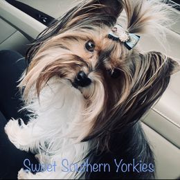 Bella - Yorkshire Terrier