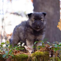 Pomsky Puppies from New World Pomskies