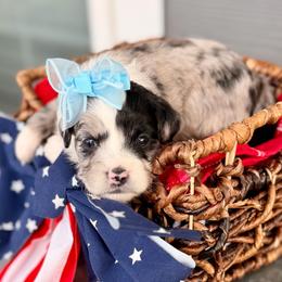 Yellow collar toy - Blue merle female Aussiedoodle puppy in 32046, Florida from River Hill Ranch