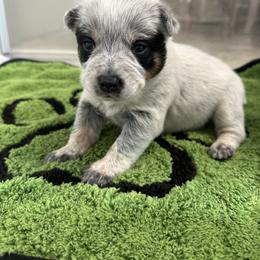 Maci - Blue female Australian Cattle Dog puppy in Olive Hill, Kentucky from Tompkins Farm