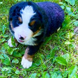 Max OFA - Black and rust male Bernese Mountain Dog puppy in Strasburg, Ohio from Lois Allison