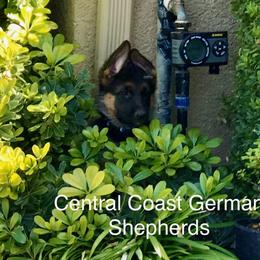 German Shepherd Puppies from Central Coast German Shepherds