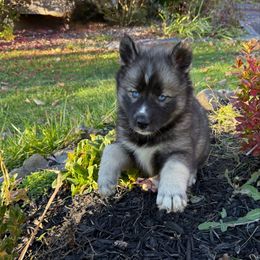Phoenix - Red and white female Siberian Husky puppy in Ravena, New York from Osiris’s Siberians & Pomskies