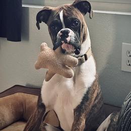 Prince - Brindle male Boxer puppy in Apache Junction, Arizona from OTR Boxers