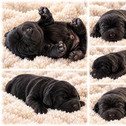Buddy - Black male Labrador Retriever puppy in Ozark, Missouri from Westwind Labradors