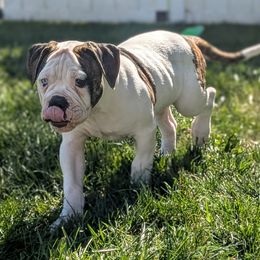 BigBoi - White and brindle male American Bulldog puppy in Erie, Pennsylvania from Elijah's American Bulldogs LLC