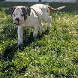 BigBoi - White and brindle male American Bulldog puppy in Erie, Pennsylvania from Elijah's American Bulldogs LLC