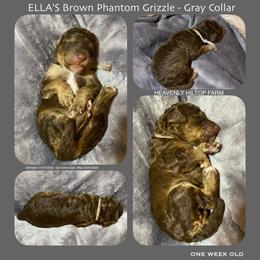 Brown Grizzle phantom - Gray Collar - Phantom male Poodle puppy in Charlo, Montana from Heavenly Hilltop Farm
